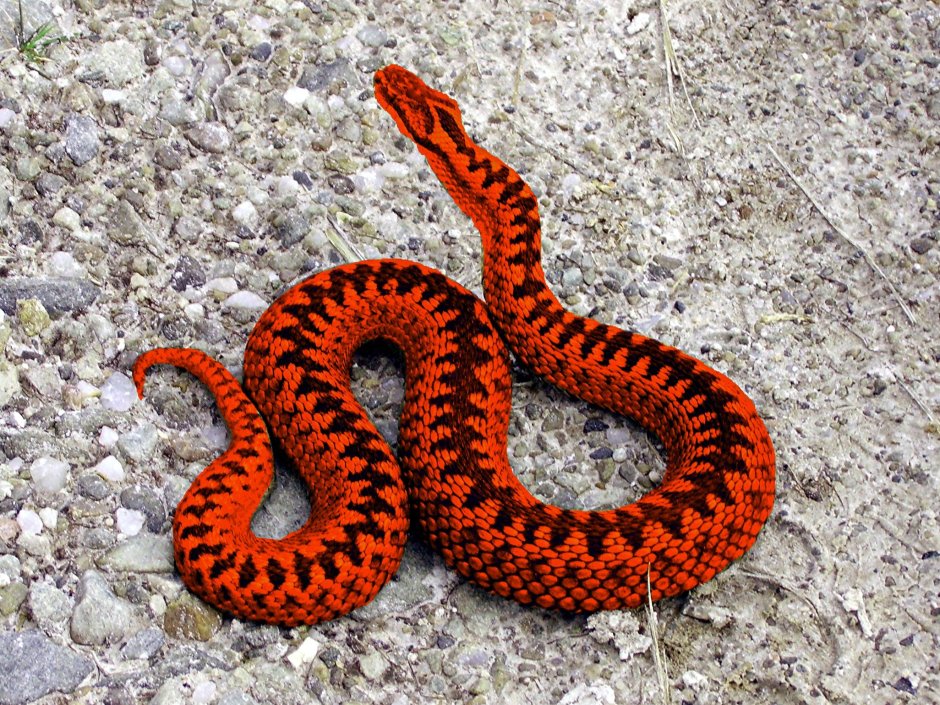 Vipera berus гадюка