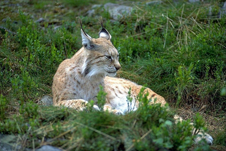 Убсунурская котловина Рысь
