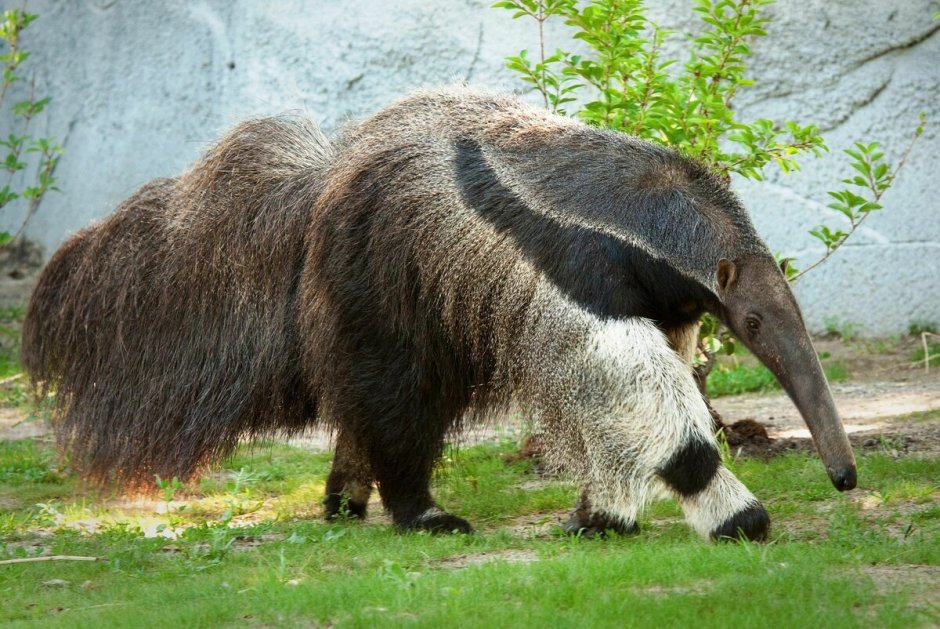 Гигантский муравьед крупнейший хищник Южной Америки