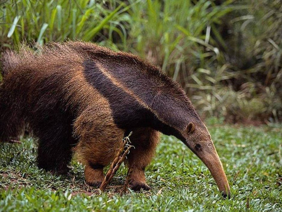 Гигантский муравьед Южной Америки