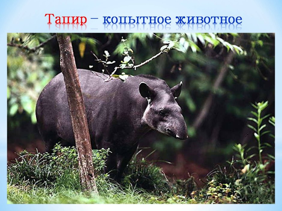 Животные эндемики Южной Америки