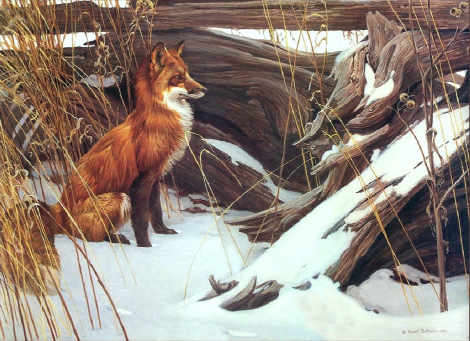 Косуля Черноморская