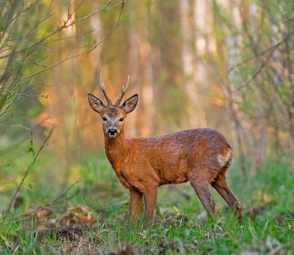 Сибирская косуля capreolus pygargus
