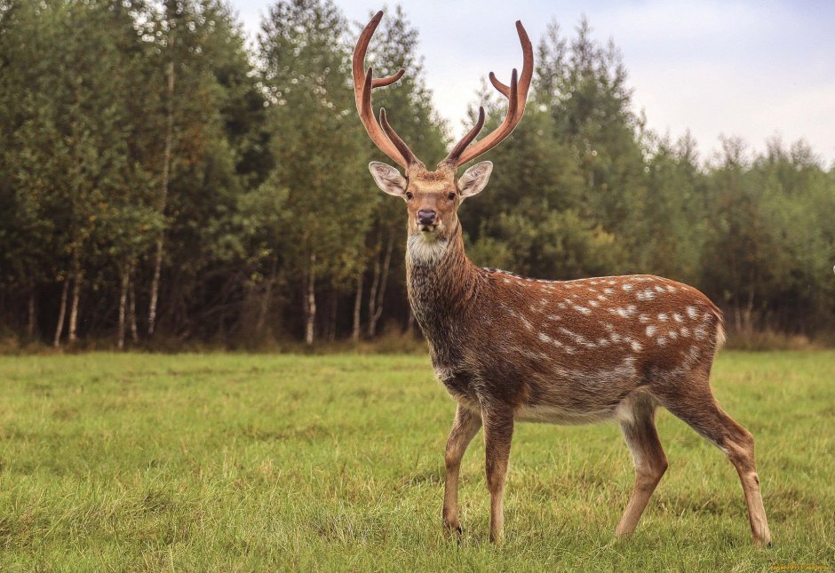 Пятнистый олень (Cervus Nippon)