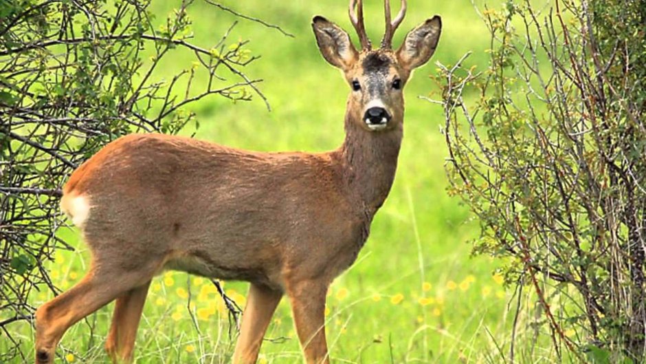 Косуля Сибирская (capreolus pygargus Pall.)