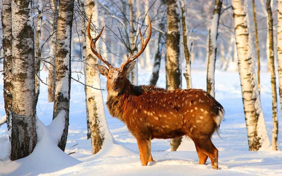 Звери в зимнем лесу