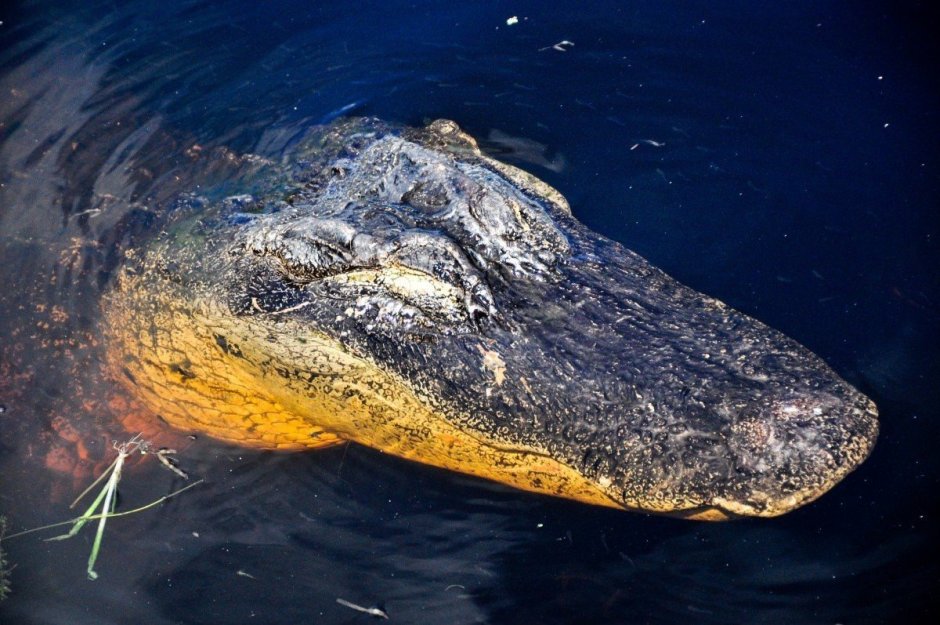 Морские крокодилы на Соломоновых островах