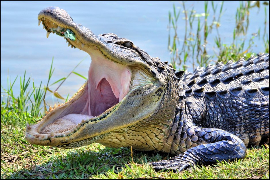 Нильский крокодил Crocodylus niloticus