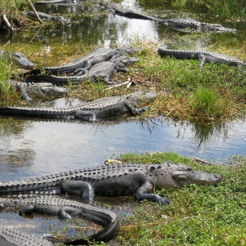Everglades National Park Аллигаторы