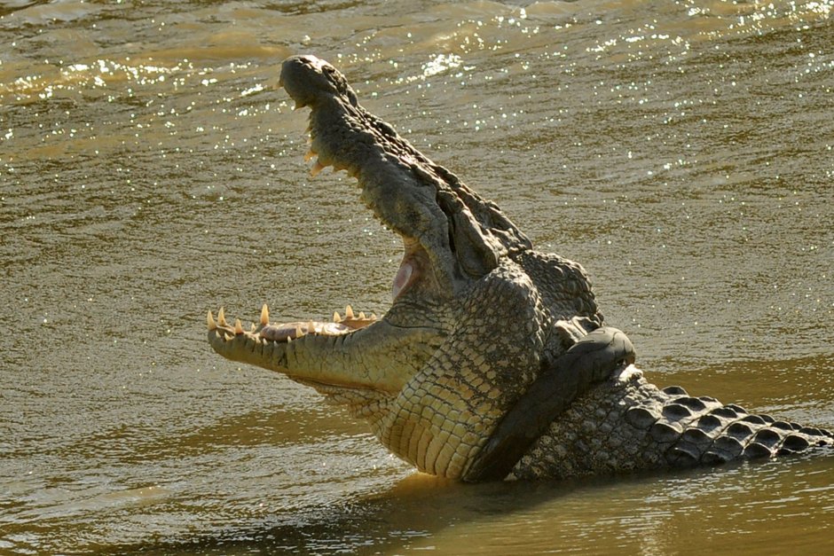 Крокодил Густав National Geographic