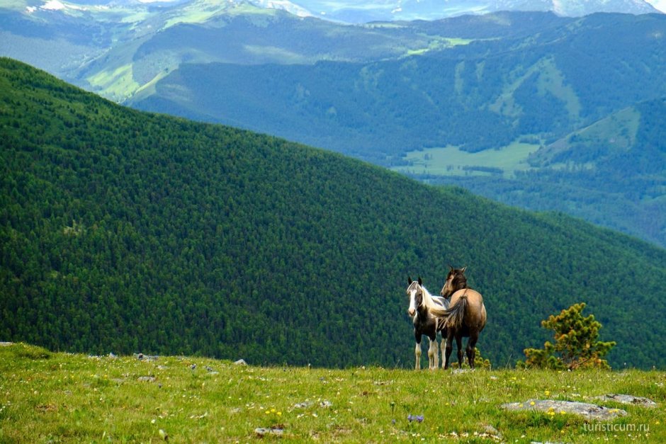 Горный Алтай горы кони