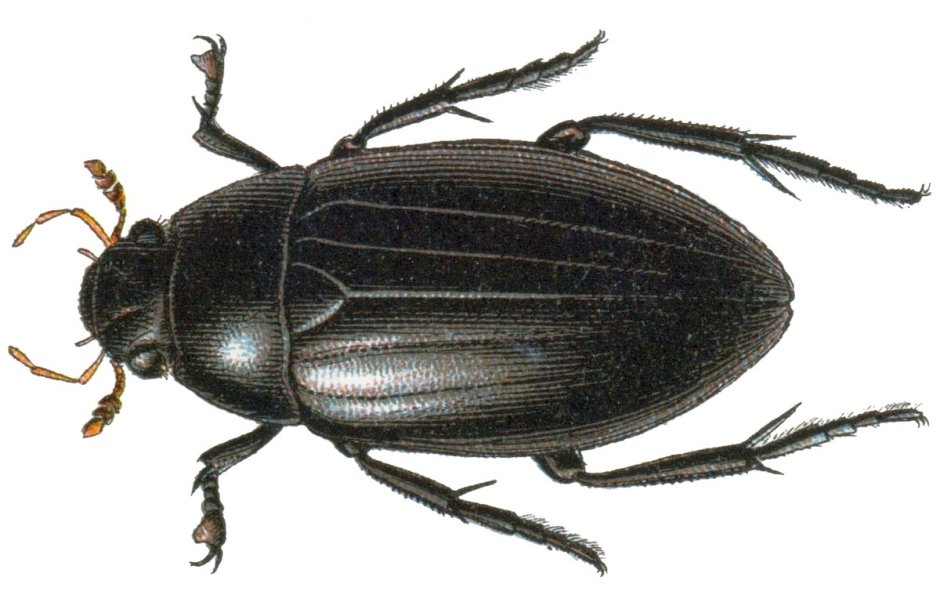 Hydrophilus aterrimus