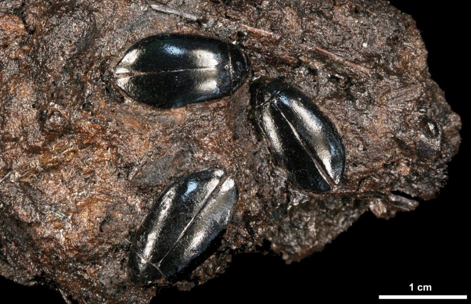 Platygonus compressus