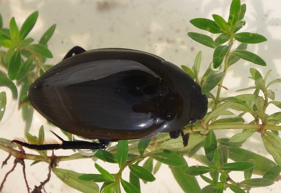 Hydrophilus piceus