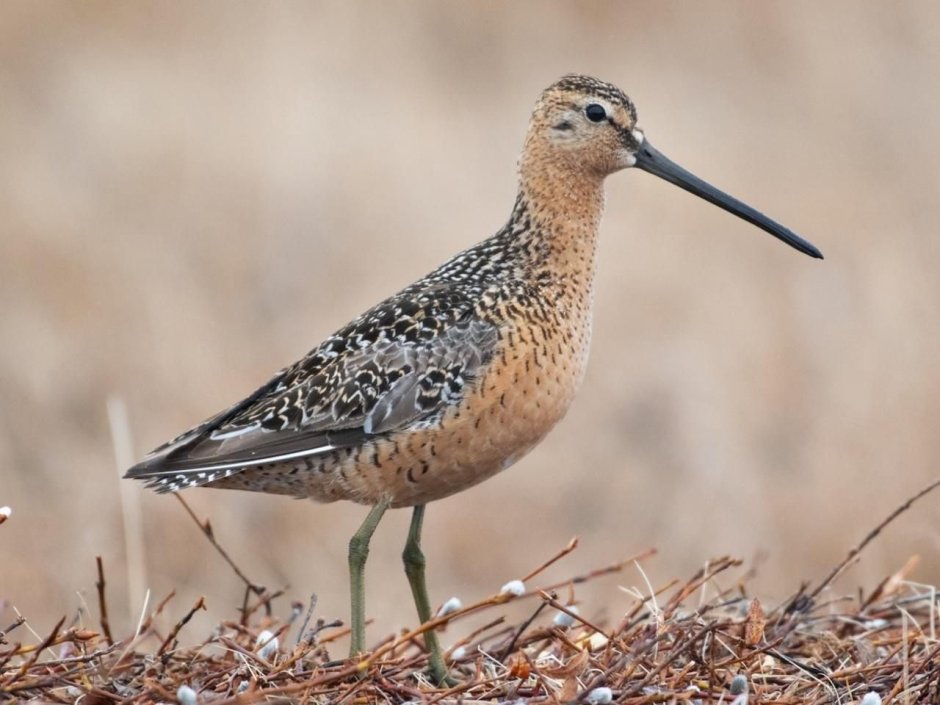 Dowitcher Bird