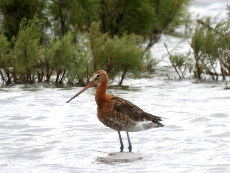 Большой веретенник - Limosa Limosa