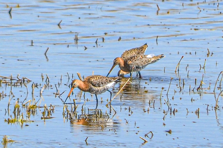 Limosa Кулик