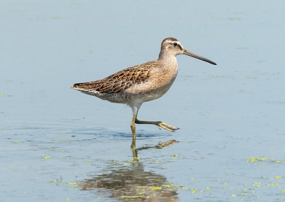 Limnodromus griseus