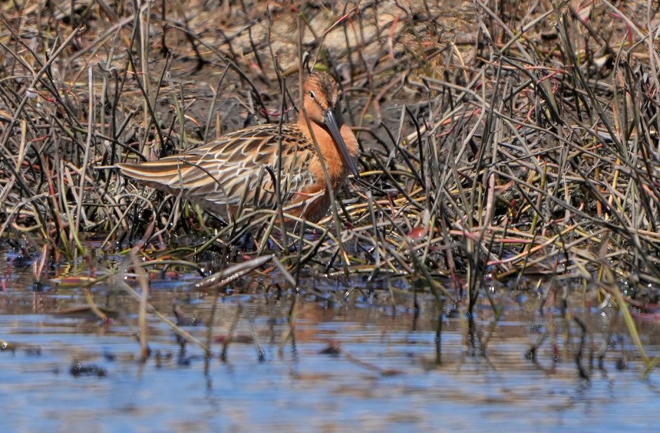 Limnodromus griseus