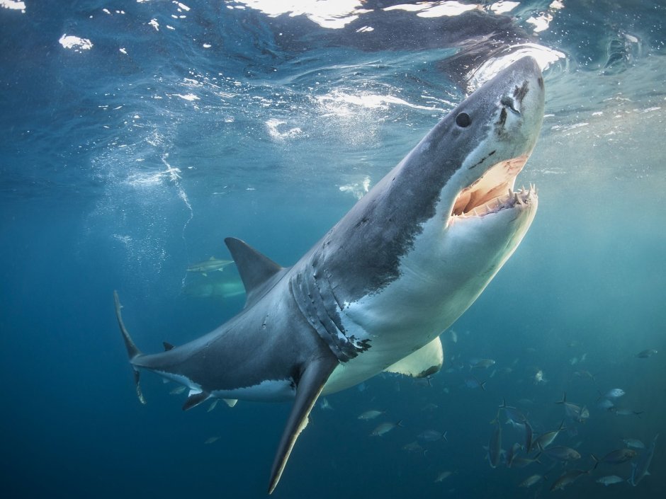 Большая белая акула (Carcharodon carcharias)