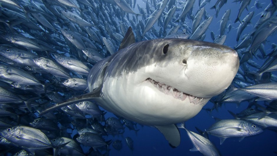 Акула Carcharodon carcharias