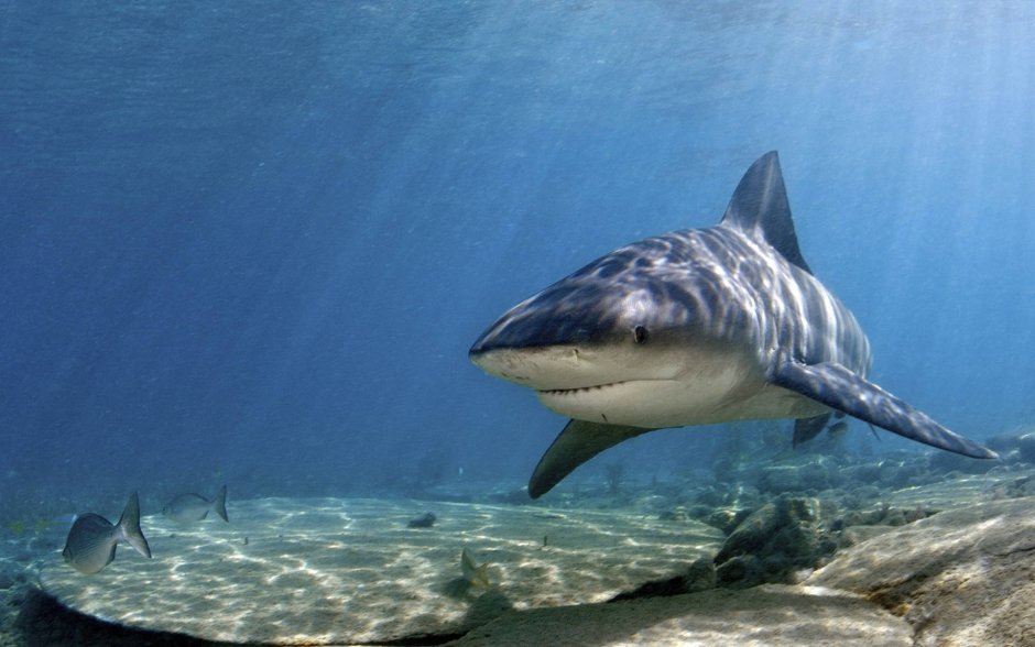 Никарагуанская акула Carcharhinus nicaraguensis