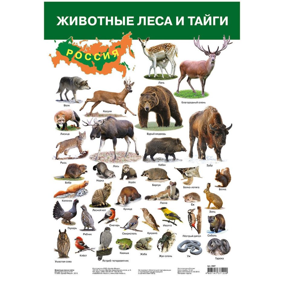 Животные России картинки